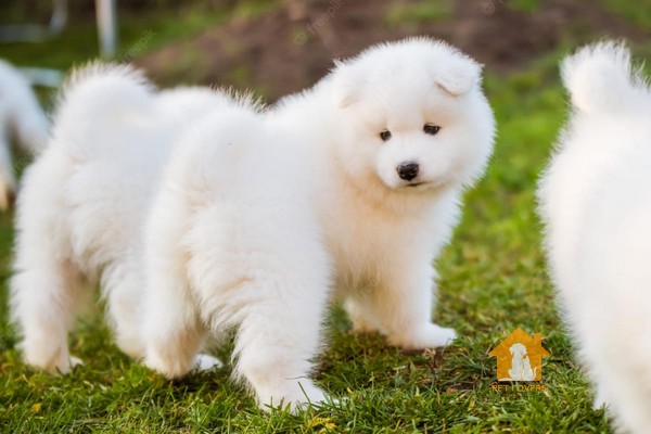 Chó Samoyed là một giống chó kéo xe xuất xứ từ vùng Đông Bắc Nga