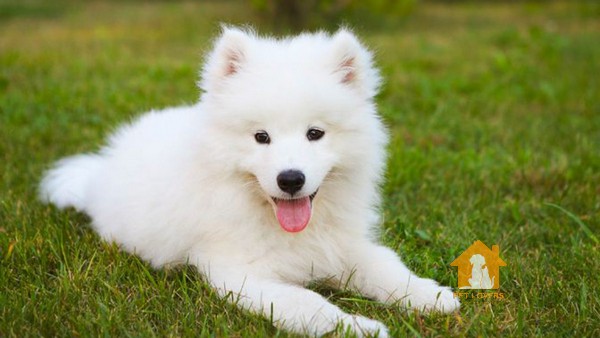 Hãy chú ý chỉ cho chó Samoyed của bạn một lượng thức ăn vừa đủ