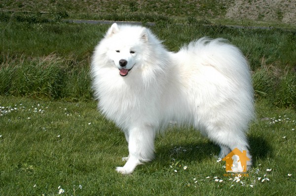 Cách chăm sóc chó Samoyed có bộ lông trắng