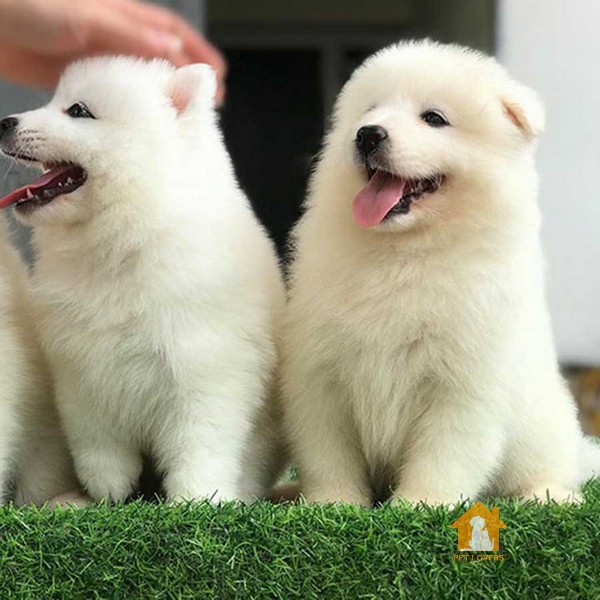 Chó Samoyed có hình dáng cân đối