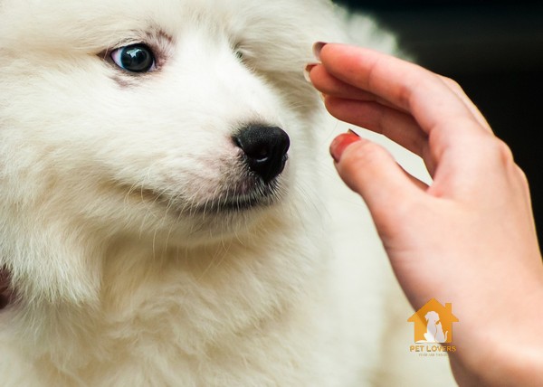 Chó Samoyed ăn gì để có một sức khỏe tốt