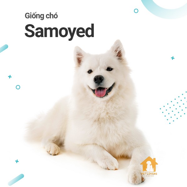 Chó Samoyed