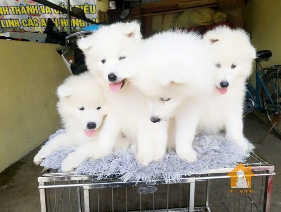 Giá bán của chó Samoyed