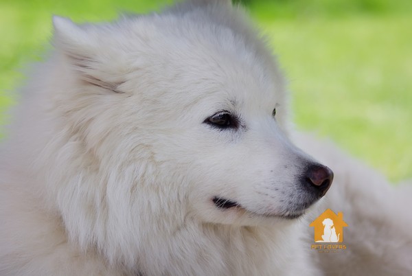 Chó Samoyed có thể sống từ 12 đến 15 năm