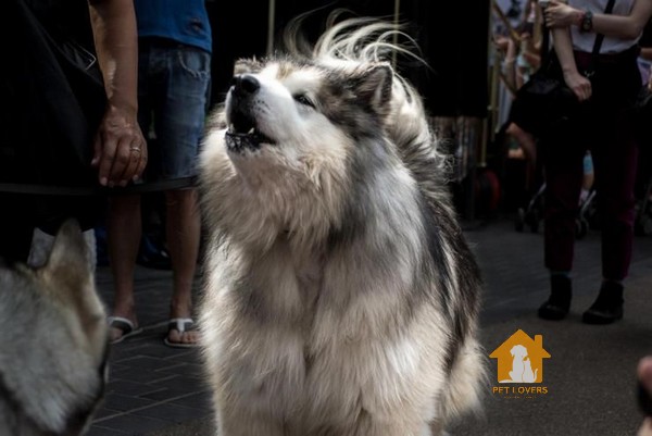 Chó Samoyed lai Alaska