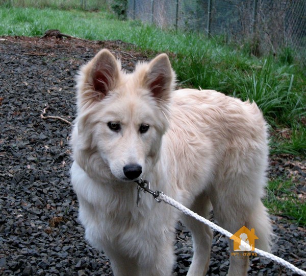 Chó Samoyed lai Becgie Đức