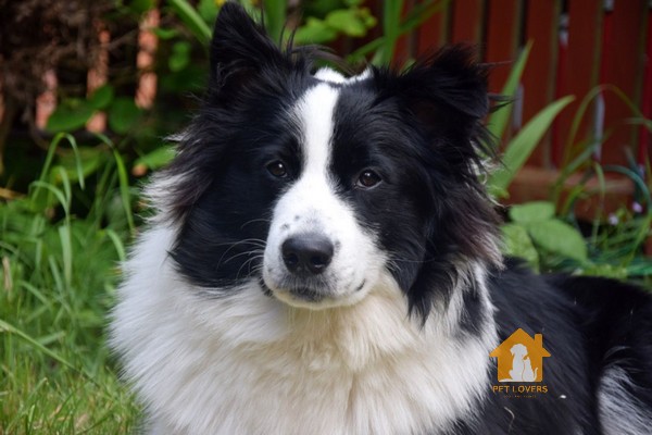 Chó Samoyed lai Border Collie