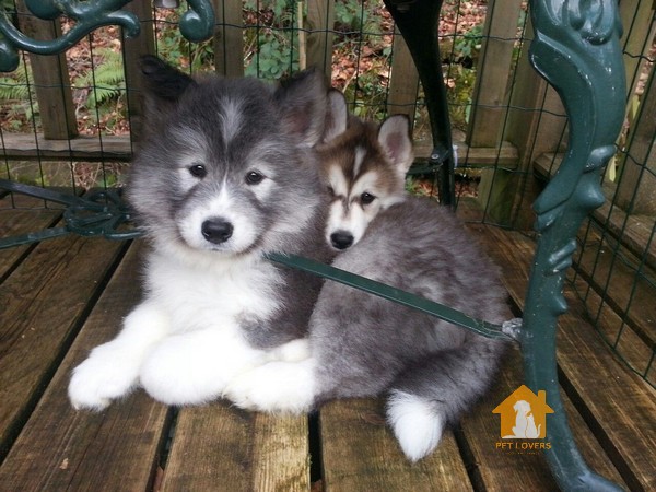 Chó Samoyed lai Husky