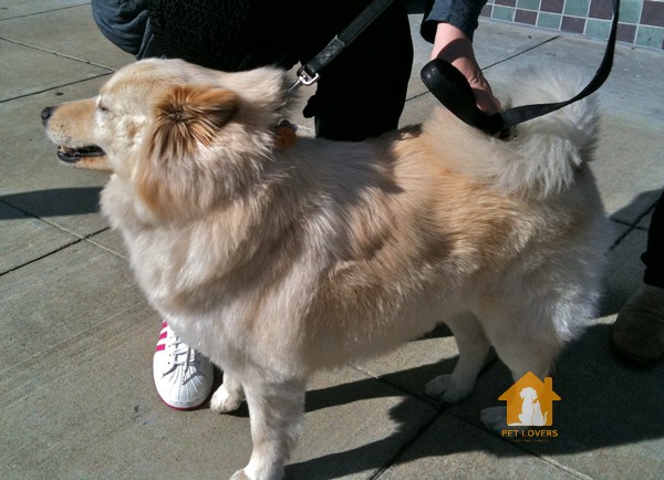 Chó Samoyed lai Corgi