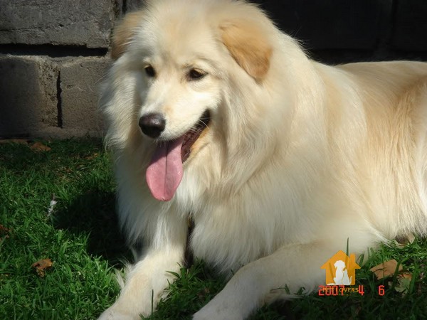 Chó Samoyed lai Golden Retriever