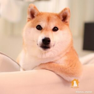 Giá chó Shiba