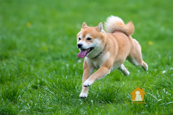 Giá của giống chó Shiba Inu phụ thuộc vào nhiều yếu tố khác nhau