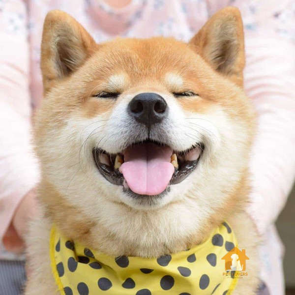 Chó Shiba có nguồn gốc từ Nhật Bản