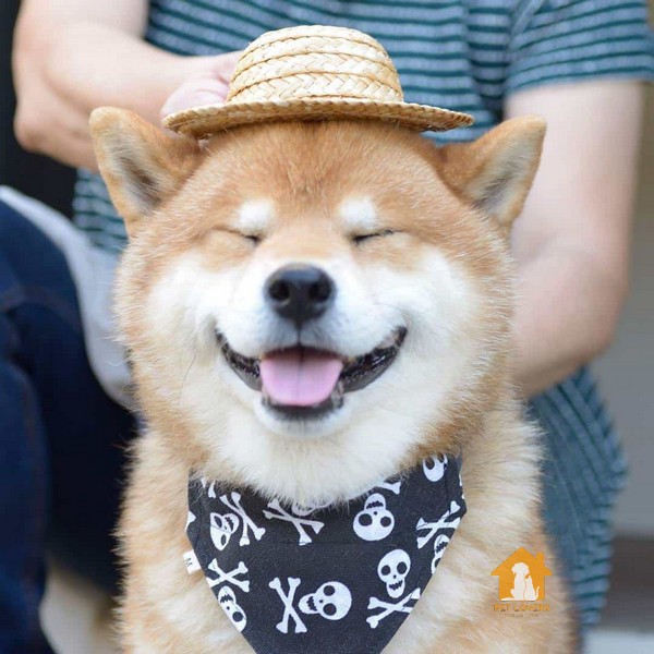 Chó Shiba Inu có nguồn gốc từ Nhật Bản và thuộc họ Spit