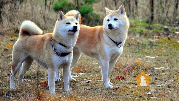 Shiba cũng có khả năng mắc phải một số bệnh di truyền và bệnh lý khác