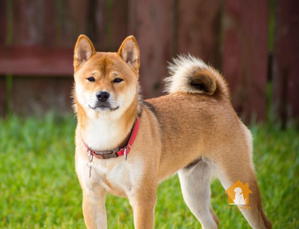 Chế độ dinh dưỡng phù hợp với chó Shiba Inu