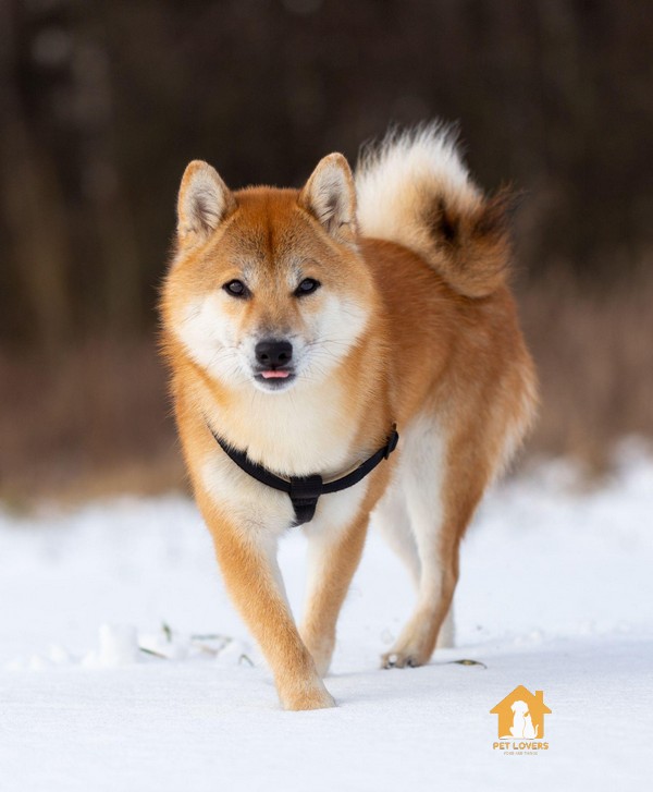 Cách nuôi chó Shiba inu