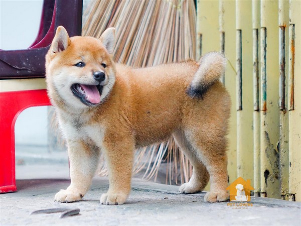 Nơi sống của Shiba cần có không gian rộng rãi