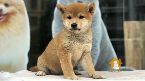 Nguồn gốc là yếu tố quan trọng nhất quyết định đến giá chó Shiba