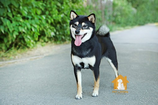 Chó Shiba đen nổi bật hơn so với những chú chó đen khác