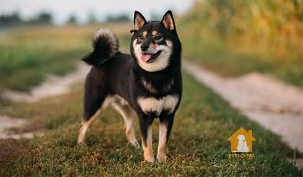 Chó Shiba màu đen có hung dữ không?