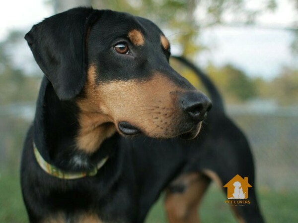 Chó Doberman lai Beagle