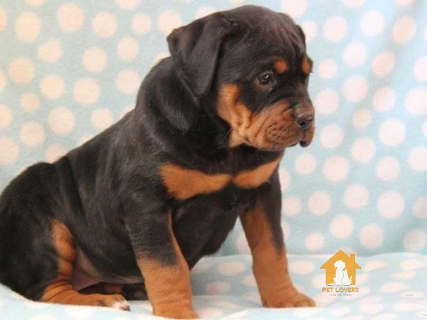 Giống chó Doberman lai Bulldog Anh