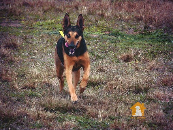 Giống chó Doberman lai Becgie Đức German Shepherd