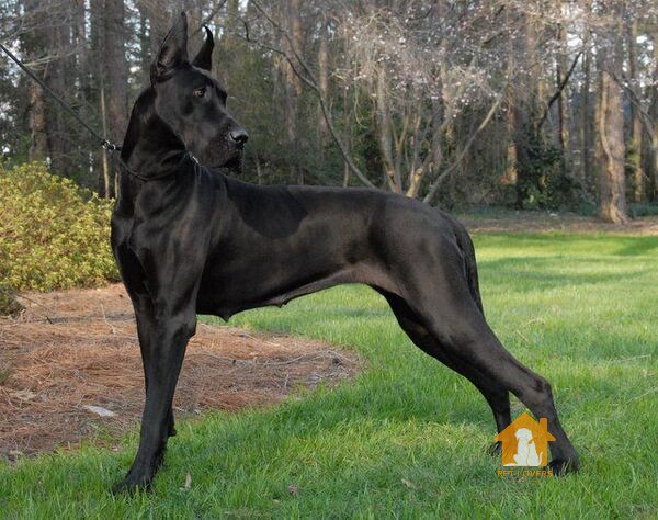 Giống chó Doberman lai Great Dane