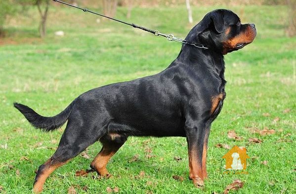 Chọn dây dắt phù hợp khi huấn luyện chó Doberman