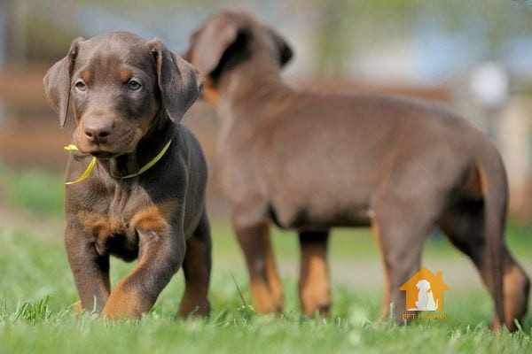 Những giống chó Doberman lai đều có chỉ số kém cả về thể chất lẫn tinh thần