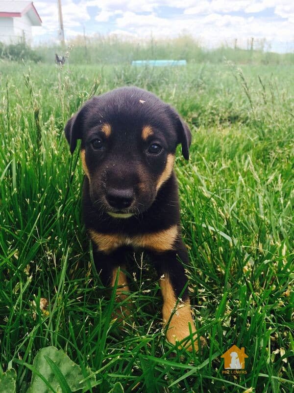 Giống chó Doberman lai Border Collie