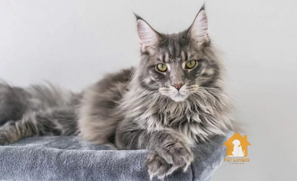 Mèo Maine Coon là một giống mèo cảnh xuất xứ từ Mỹ