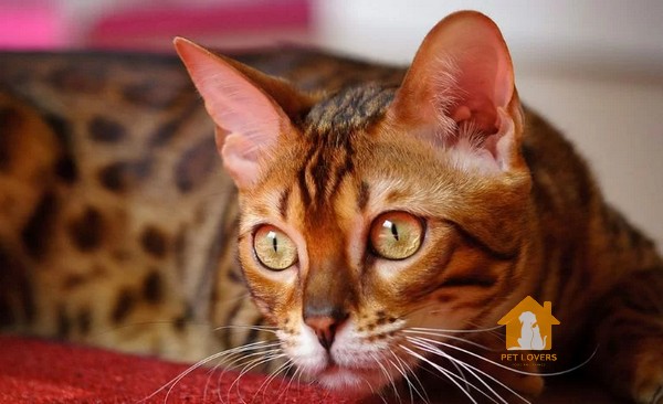 Toyger là một giống mèo cảnh bắt nguồn từ Hoa Kỳ