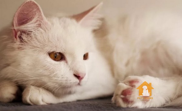 Trong các giống mèo trên thế giới thì Turkish Van nổi bật với chiếc đuôi siêu dài