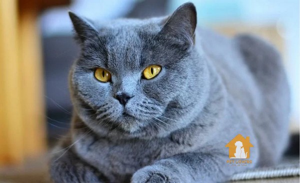 Chartreux gây ấn tượng với thân hình to lớn, tròn trịa, mũm mĩm