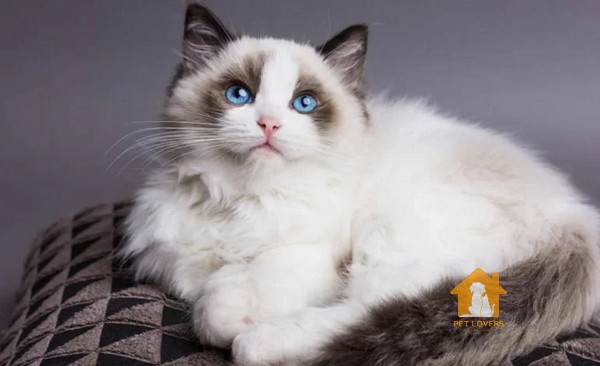 Ragdoll có đôi mắt màu xanh biển và kiểu lông dài