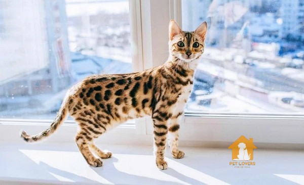 Mèo Bengal