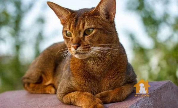 Giống mèo cảnh Abyssinian có dáng uyển chuyển, thân hình dài và tai lớn