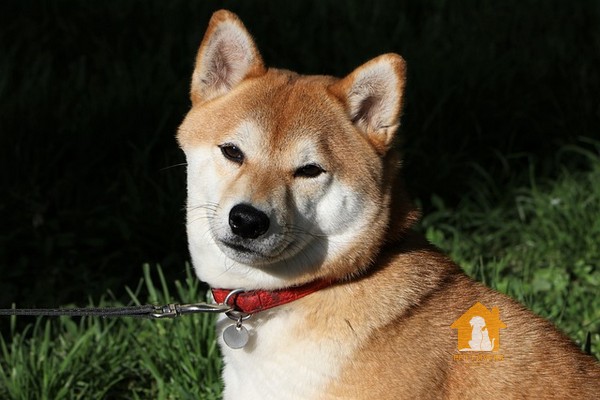 Hình chó Shiba đang suy nghĩ về điều gì đó