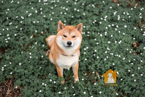 Chó Shiba sở hữu gương mặt rất hài hước