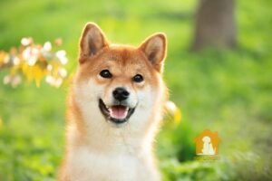 Hình chó Shiba