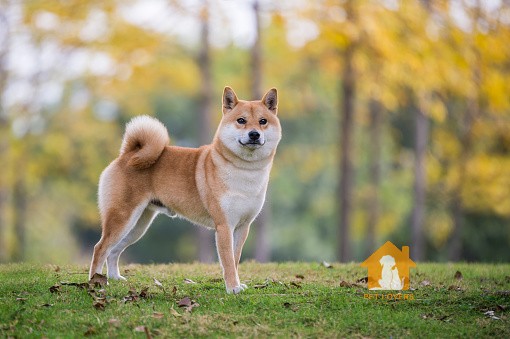 Hình chó Shiba đẹp vạn người mê