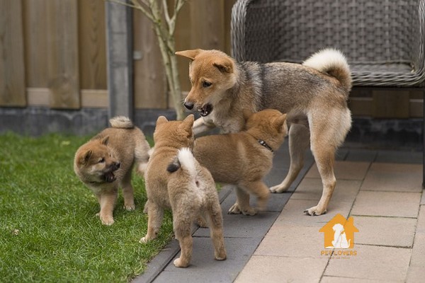 Những chú chó Shiba đang chơi đùa với nhau