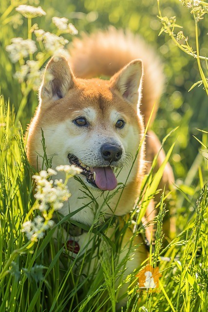 Chó Shiba cute làm say đắm bao nhiêu trái tim