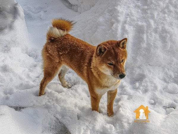 Hình chó Shiba đi trên tuyết trắng