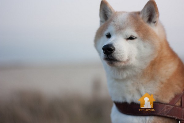 Chó Shiba đang tương tư ai đó