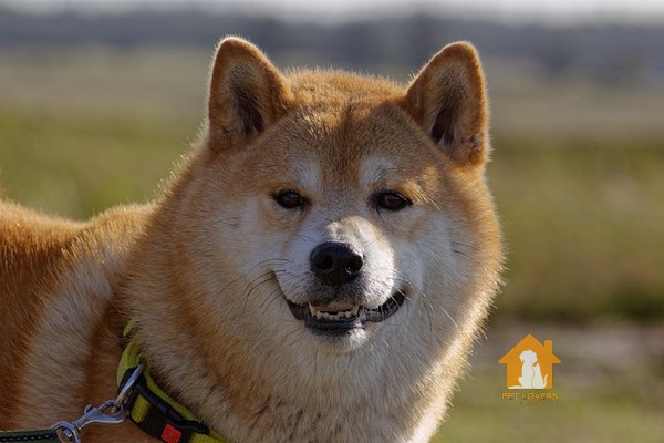 Chó Shiba là giống chó dễ thương