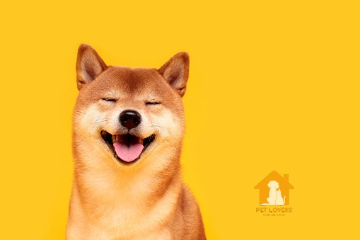 Mọi người yêu thích chó Shiba qua những tấm hình meme 