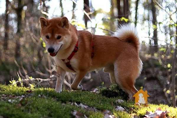 Hình chó Shiba trong rừng chơi đùa 